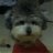 foxsavage