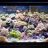 saltyfishtanks