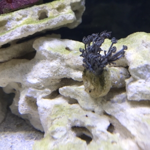 10g Reef Tank