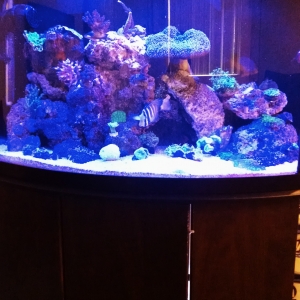 Anthony s 36gal reef!!!