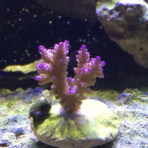 Clownfish Chris's 210
