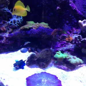 90 gal. half moon