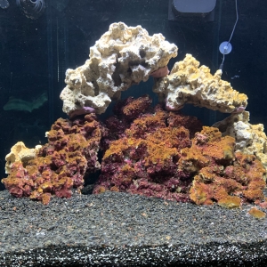 Tory’s Reef