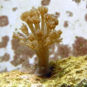 Xenia Frag