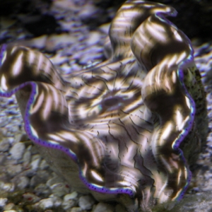 Derasa Clam