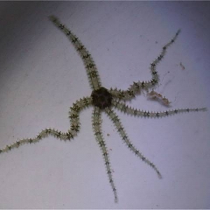 Mini brittle star