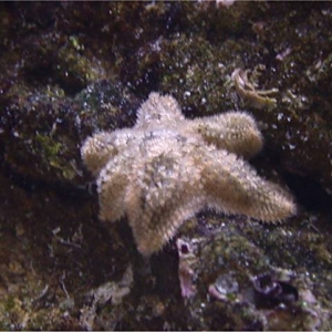 Asterina sp starfish