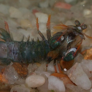 Spanky, the Mantis shrimp