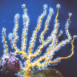 Yellow Gorgonian