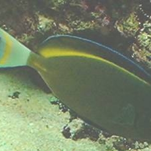 Goldrim