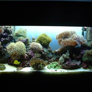 55 gal