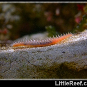 Bristle worm