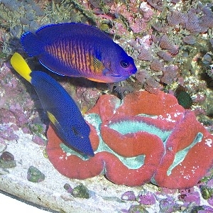 Purple Tang, Coral Beauty, and Open Brain