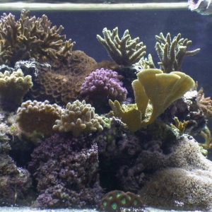 The end of my tank