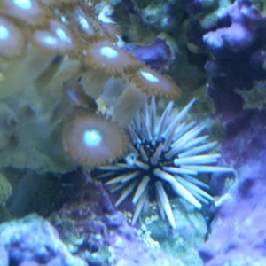 urchin