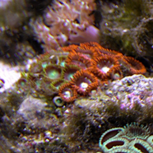 Zoos from Reeflady