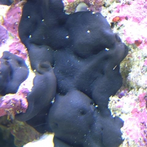black encrusting sponge (sp?)