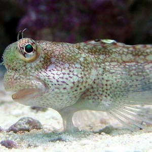 Old Tank - Blenny