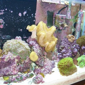 My 20-gallon