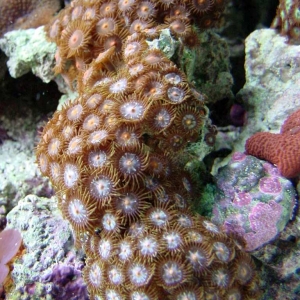 Old Tank - Polyp Rock