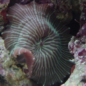 Old Tank - Striped shroom