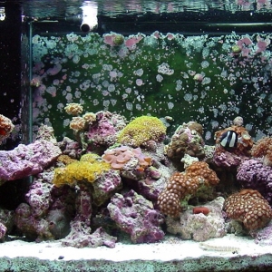 Old Tank - Front of tank