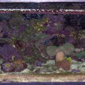 Pro's Old Tank