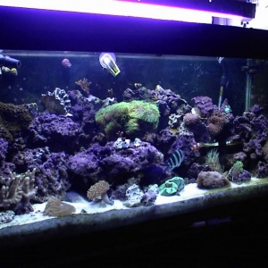 75 gal Main tank