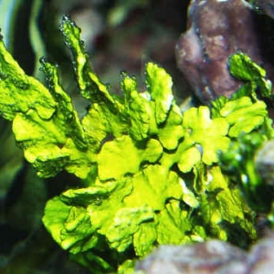 Halimeda Macroalgae