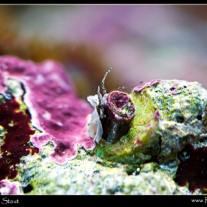 vermitid gastropod