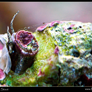 vermitid gastropod close-up