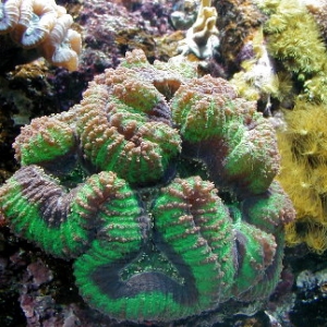 Lobophyllia coral