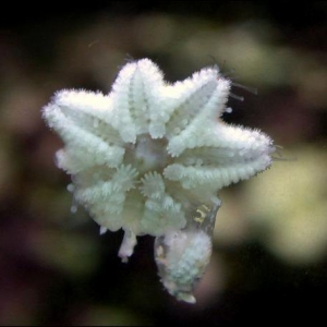 Asterina starfish