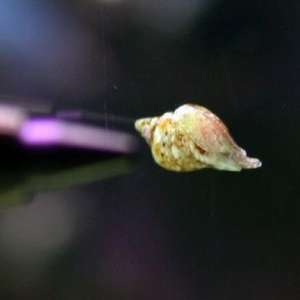 Baby Strombus maculatus snail