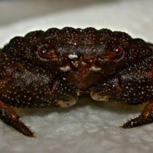 Red-eyed crab