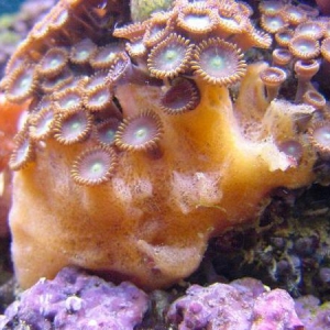 Orange clathrina sp. sponge