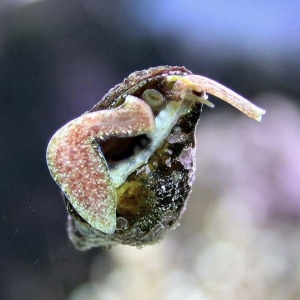 Adult strombus maculatus snail