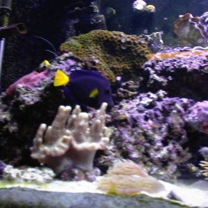 Calvin the Purple Tang