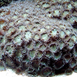 Green Polyps