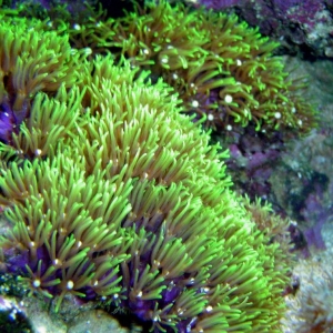 Green Star Polyps