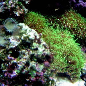 Green and Green Star Polyps