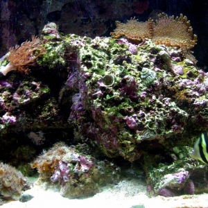 Right Side of Tank