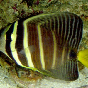 Sailfin Tang