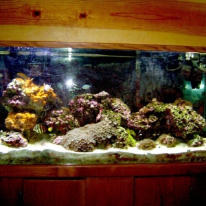 My Humble Reef
