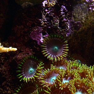 Zoanthids