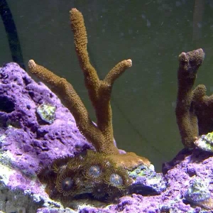 digitata and zoo's april 24