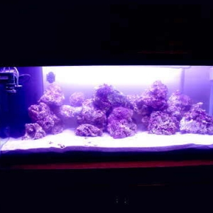 Pro's New 75 Tank