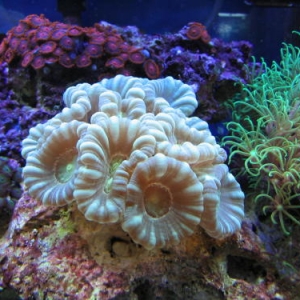 Trumpet Coral