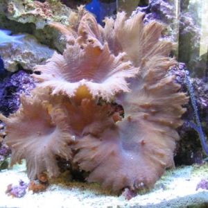 cabbage coral and ribbon gorgonian