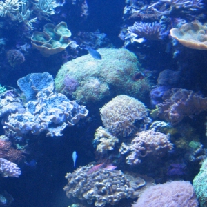 Aquarium of the Pacific